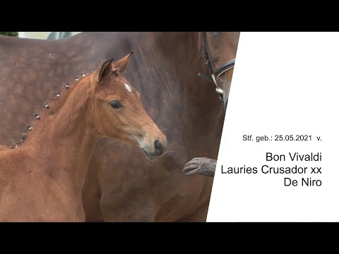 Stf v Bon Vivaldi x Lauries Crusador xx x De Niro 2021