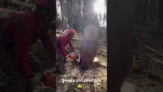 Large Tree Sweep cut…encourage, feedback and keep encouraging…Always give ongoing feedback/ summary