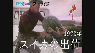 1973年　スイカの出荷【なつかしが】