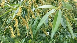 Gentle soothing relaxation tunes. Dive into the verdant embrace of spring foliage
