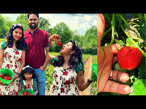 Strawberry Picking at Reagans Family Farm,Fayetteville, Arkansas, USA
