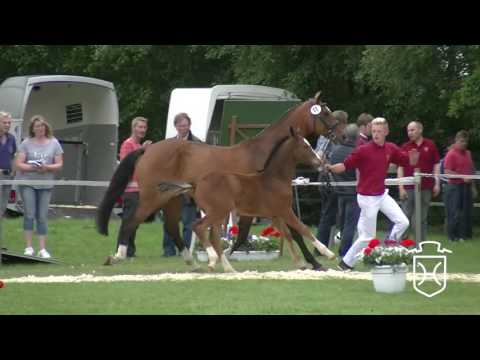SE011 Hengstfohlen von Cascadello I - Lancer II - Ramiro