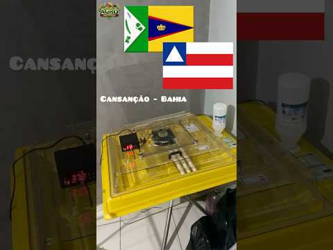 Cansanção, Bahia recebe a Chocadeira IP 130 Premium Ecológica. Peça Cupom de Desconto (87) 999936893