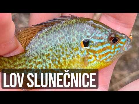 ZAKÁZÁNO VRACET DO VODY | invazivní ryba slunečnice pestrá (pumpkin seed)