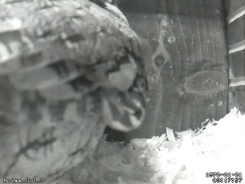 Screech Owl checking out the nest box - 02 Mar 2019d