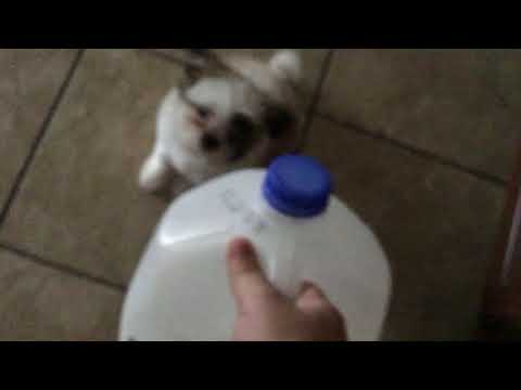 My Dog Scared Of Milk
