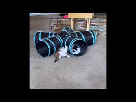 Cutest kittens  Scribbles & Crumbs