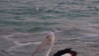 preview picture of video 'Voyage Australie : Un dauphin et un Pélican à Monkey Mia | Meltour'