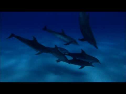 Dolphins And Whales 3D: Tribes Of The Ocean (2009) Official Trailer