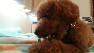 自分の家の犬（ふう）と遊んでみました！