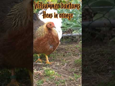 , title : '#shorts Welsummer hens in orange best egg layers among the chicken bantams'