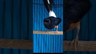 Download lagu murai batu gacor MEWAH ISIAN LOMBA mp3