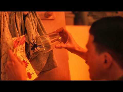 Giant Venomous Spiders Invade Apartment – The Ending Will Leave You Speechless