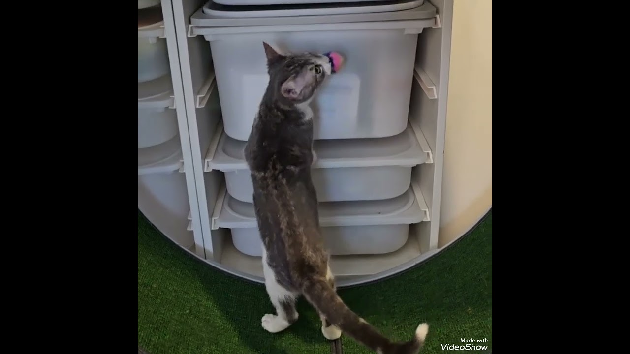 Enlarge ROBIN, a Adoptable Tortoiseshell in Fletcher, OK video 5/6