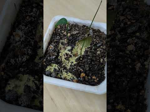 冬に観葉植物に発生する白カビとは？治療方法は？ 3つの効果的な解決策  庭園