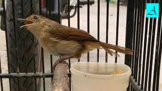 80+ Gambar Burung Flamboyan Gratis Terbaru