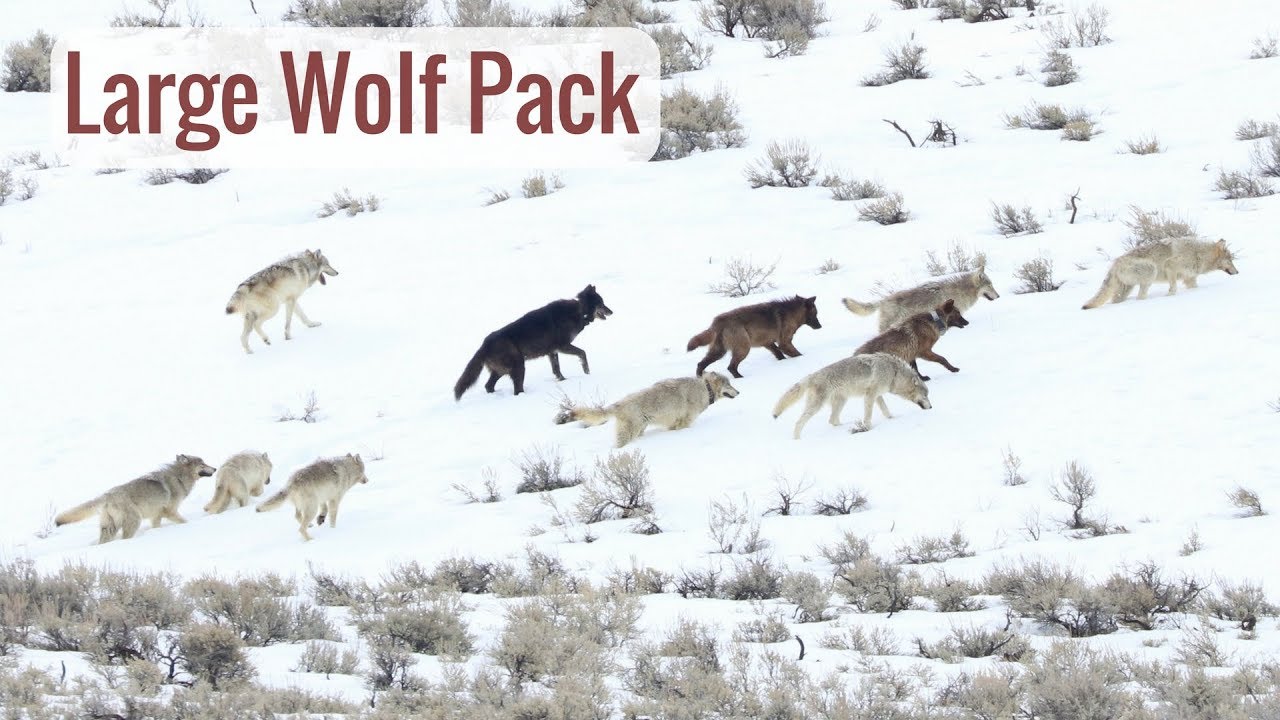Wonderful Wyoming Wildlife - Large Wolf Pack