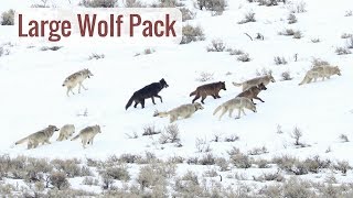Wonderful Wyoming Wildlife - Large Wolf Pack