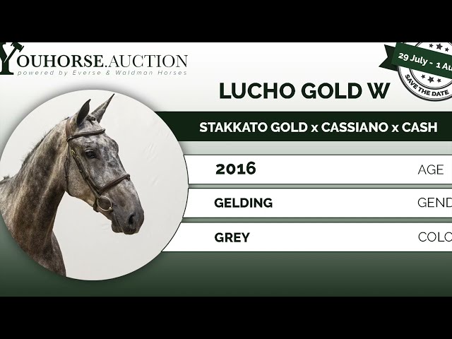Lucho Gold @ show
