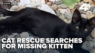 Reno cat rescue seeks answers after one kitten abandoned, another missing