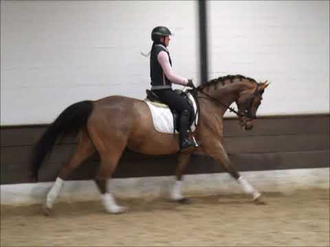 QUITE ON TOP 11j. A-Dres. platz. VB 8.000,- Euro (ohne Eisen)