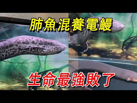 肺魚混養