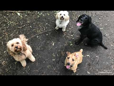 Furry Friends Pet Care video.