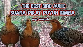 Download lagu THE BEST BIRD AUDIO// SUARA PIKAT BURUNG PUYUH RIMBA mp3