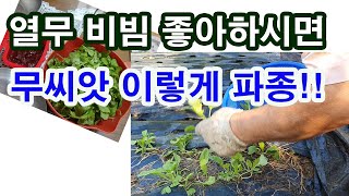 열무 비빔 좋아하시면 무 씨앗 이렇게 파종하세요.(무씨 파종법, 무 재배법,무씨 갈기, 무 가꾸기, 무 씨 …