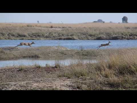 Massive Impala herd on the move, Chobe NP, Botswana
