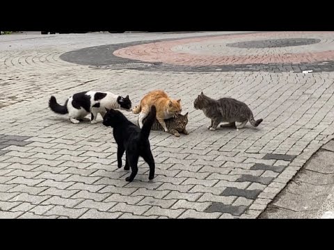 Cats mating non-stop on the street. These Cats are so beautiful 😍
