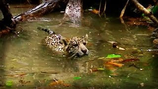 Amazonia: Tierra de Jaguares (parte 2/5)