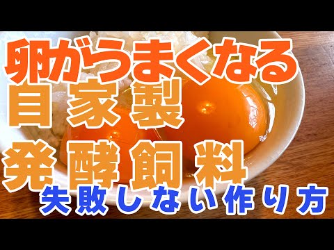 産卵鶏のために小麦を発芽させるのはなぜ、どのようなメリットがあるのか​​、どのように行うのか