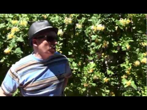 Fangoria Entre Bambalinas 6