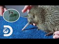 Finding And Hatching A Rare Flightless Kiwi Bird That Amazes Scientists I Modern Dinosaurs