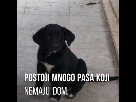 Udomljavanje pasa-KRIK 2018