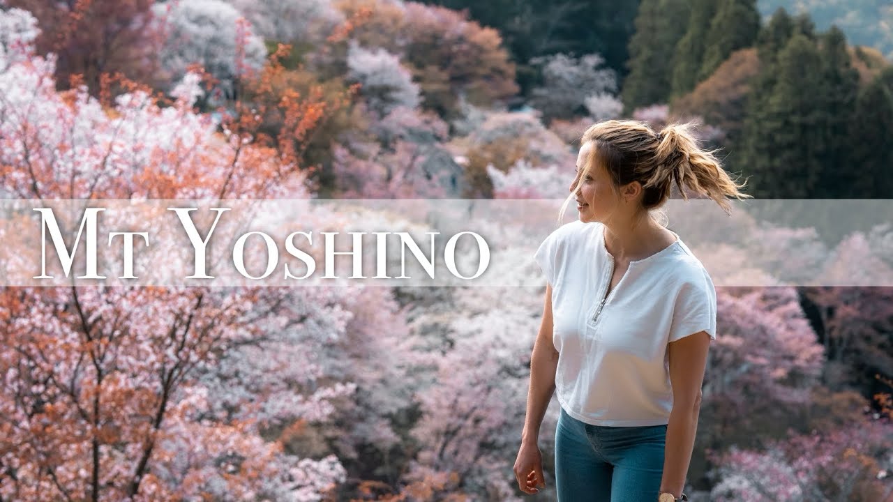 Venture into cherry blossom season as a tourist, mesmerized by Mount Yoshino's beauty.