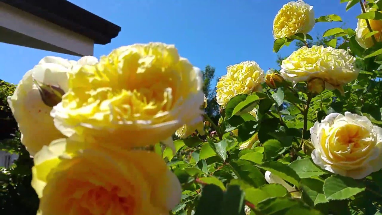 DAL GIARDINO de L&#39;APE OPERAIA _ ROSA PILGRIM e ROSA ARLECCHINO.