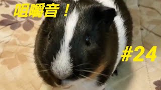 【モルモット】今日の親びんさん#24咀嚼音(そしゃくおん)
