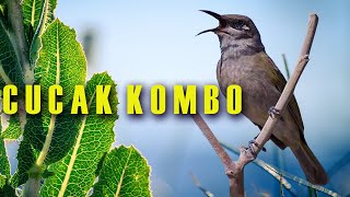 Download lagu CUCAK KOMBO GACOR TEMBAKAN ISTIMEWA COCOK BUAT PANCINGAN DAN MASTERAN mp3 Download lagu CUCAK KOMBO GACOR TEMBAKAN ISTIMEWA COCOK BUAT PANCINGAN DAN MASTERAN mp3