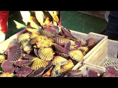 concello cambados comercial nadal 2016