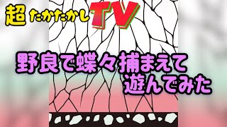 超たかたかしTV〜野良で蝶々捕まえた〜