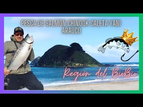 Pesca de Salmon Chinook. En caleta Yani Arauco. Region Del Bio Bio. FULL HD