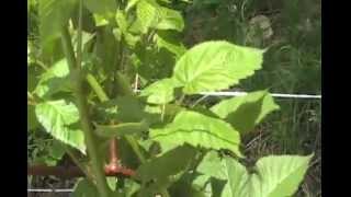 Growing Hedge Rows for Food and Self Suffieciency