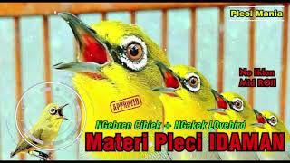 Download lagu Masteran Pleci Ngebren Ciblek Dan Ngekek LOvebird Mudah Di Tiru mp3
