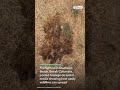 This Is How Easily Wildfires Can Spread