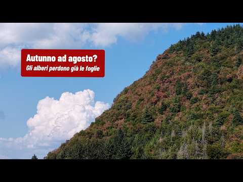 Autunno ad agosto? Gli alberi perdono già le foglie