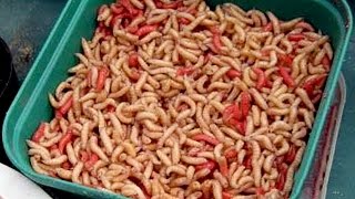 Как хранить опарыша для рыбалки
