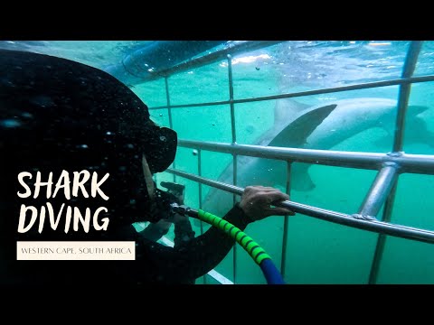 Are there any Great White Sharks left in False Bay? Cage Diving South Africa