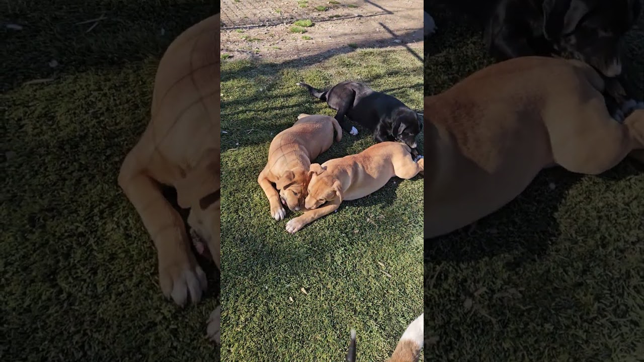 Enlarge Jumbo Zoom - Good with kids and dogs, a Adoptable mixed breed in Woburn, MA video 3/6
